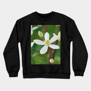 Clematis terniflora var. mandshurica	Manchurian clematis Crewneck Sweatshirt